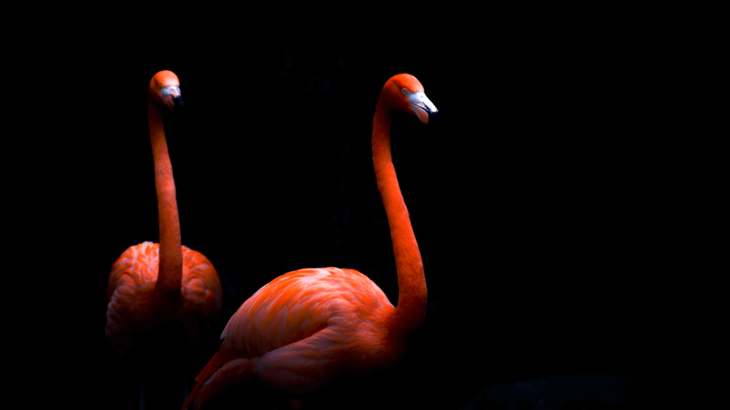 Media Jobs in Langley